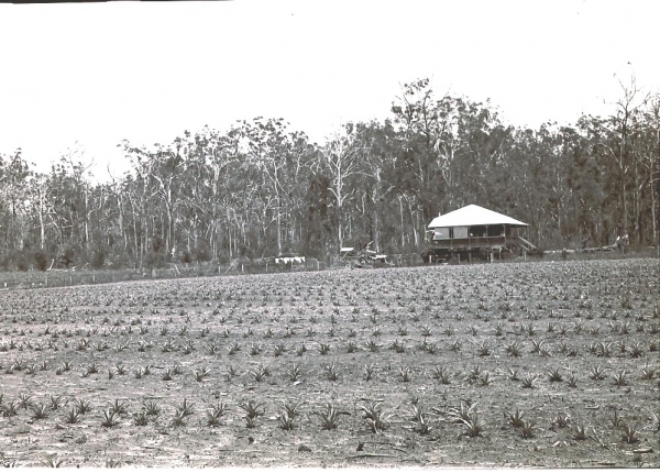 Peter Brown  farm Beerburrum 1927