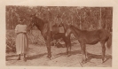 Nellie Sykes with horses
