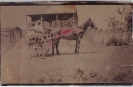 Jack and Pat Smith with their horse Nip in Beerburrum