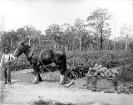McLean's Farm, Beerburrum, January 1920