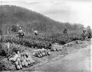 Picking pineapples on the State Farm, Beerburrum, January 1920