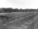 Pineapple suckers, Beerburrum, July 1917