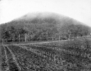 Training farm, Beerburrum, July 1917