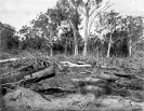 Tree clearing, Beerburrum, December 1916